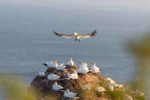 thijs-schouten-helgoland-5 thijs-schouten-helgoland-5