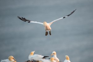thijs-schouten-helgoland-6 thijs-schouten-helgoland-6