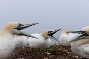 thijs-schouten-helgoland-7 thijs-schouten-helgoland-7
