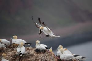 thijs-schouten-helgoland-8 thijs-schouten-helgoland-8