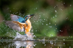 tsf-ijsvogels-fotograferen-1