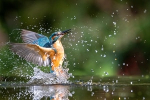 tsf-ijsvogels-fotograferen-1 tsf-ijsvogels-fotograferen-1