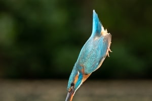 tsf-ijsvogels-fotograferen-10 tsf-ijsvogels-fotograferen-10
