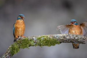 tsf-ijsvogels-fotograferen-13 tsf-ijsvogels-fotograferen-13