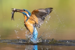 tsf-ijsvogels-fotograferen-2