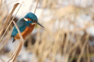 Blue kingfisher