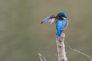 tsf-ijsvogels-fotograferen-21