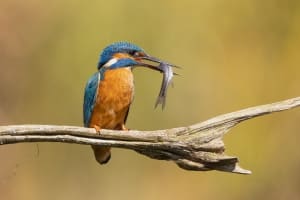 tsf-ijsvogels-fotograferen-3 tsf-ijsvogels-fotograferen-3