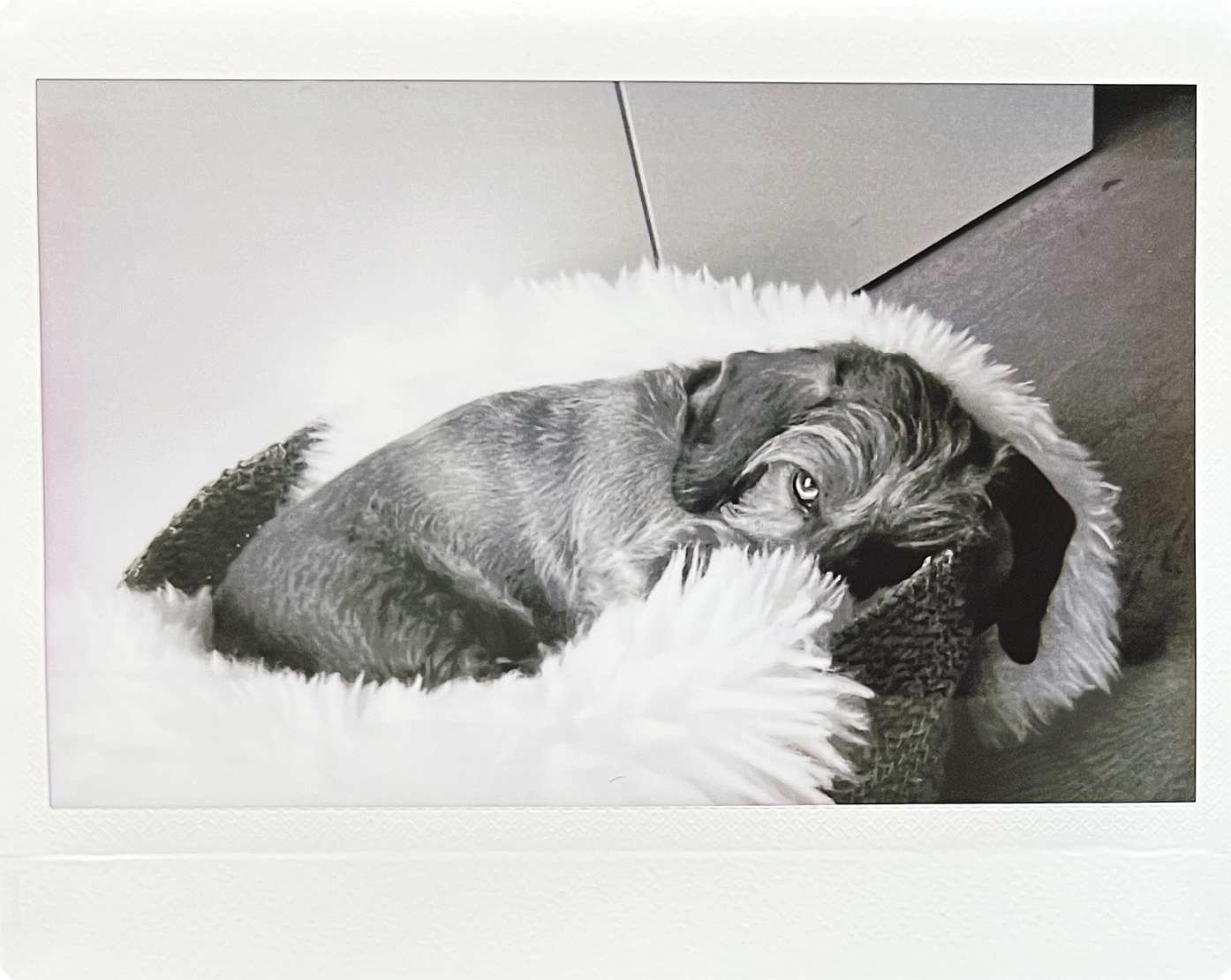 Instax WIDE Evo voorbeeldfoto 8 Instax WIDE Evo voorbeeldfoto 8