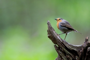 Standing Robin