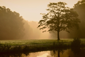 Boom bij kralingse plas bewerking digifotopro.jpg