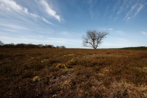 boom op de heide 2.jpg