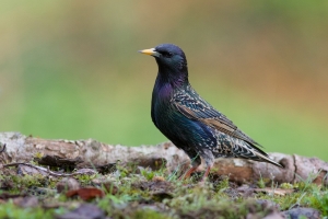 Starling