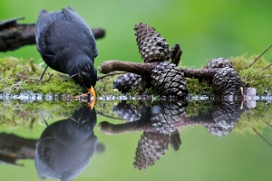 Drinking Bird