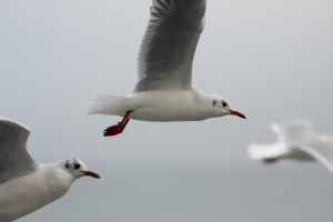 Seagulls in the air