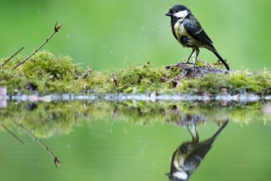 Washing bird