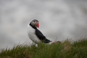 thijs-schouten-puffins-1