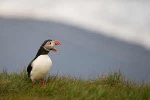 thijs-schouten-puffins-10