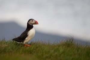 thijs-schouten-puffins-11