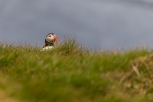 thijs-schouten-puffins-12