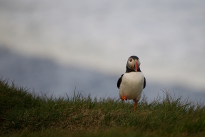 thijs-schouten-puffins-13