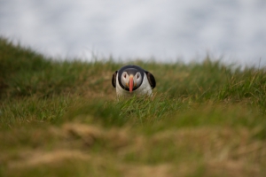 thijs-schouten-puffins-14