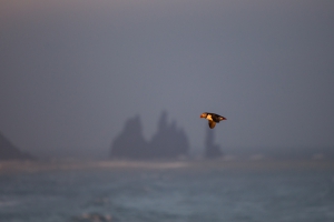 thijs-schouten-puffins-16