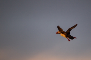 thijs-schouten-puffins-17