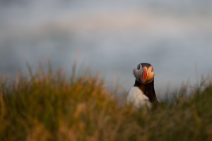 thijs-schouten-puffins-19