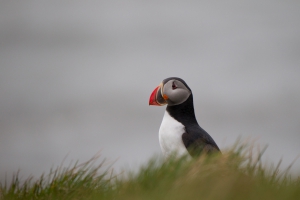 thijs-schouten-puffins-2