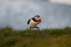 thijs-schouten-puffins-20