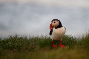 thijs-schouten-puffins-21