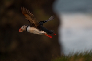 thijs-schouten-puffins-22