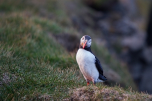 thijs-schouten-puffins-24