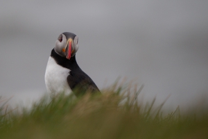 thijs-schouten-puffins-3