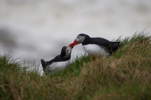 thijs-schouten-puffins-4