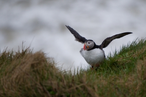 thijs-schouten-puffins-5