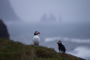 thijs-schouten-puffins-6