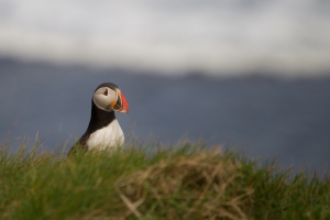 thijs-schouten-puffins-7