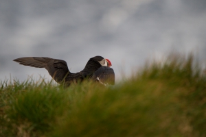 thijs-schouten-puffins-8