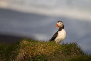 thijs-schouten-puffins-9