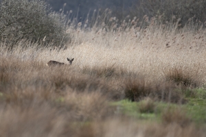 thijs-schouten-fotografie-2