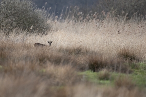 thijs-schouten-fotografie-2