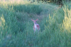 Deer in the bush