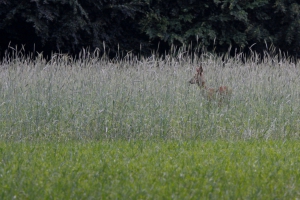 In het veld