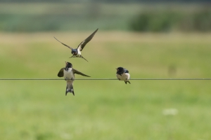 thijs-schouten-sony-a6400-9 thijs-schouten-sony-a6400-9