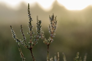 tsf-review-sony-a6700-cn-5937 tsf-review-sony-a6700-cn-5937