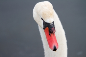 Zwaan Zwaan