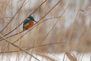 Ijsvogel