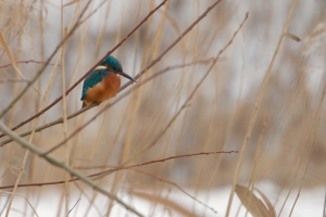 Ijsvogel Ijsvogel